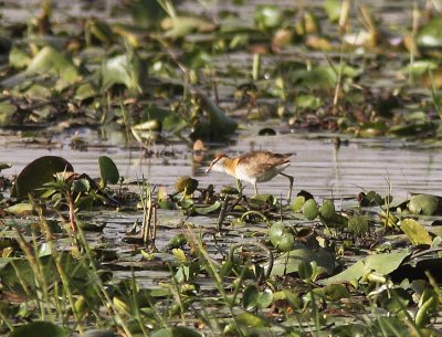 Lesser Jacana