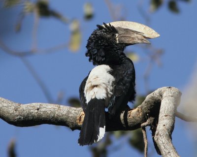 Silvery-cheeked Hornbill