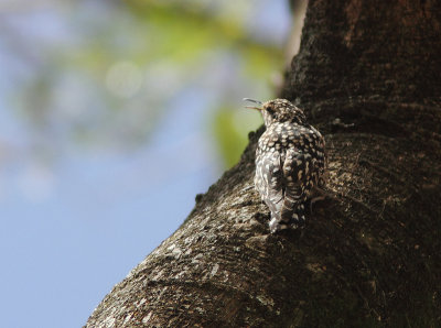 Spotted Creeper