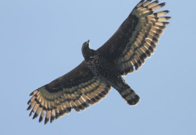 African Crowned Eagle