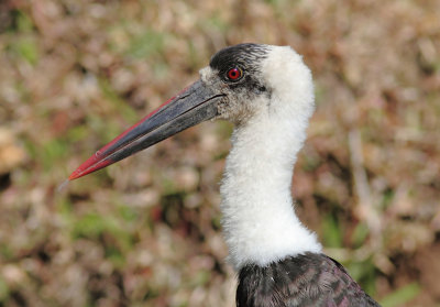 Woolly-necked Stork