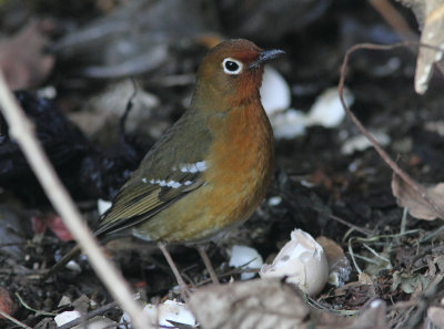 Abyssinian Ground-thrush