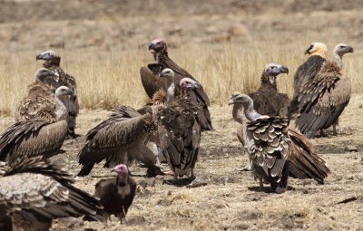 Lappet-faced and Rppell's Vulture