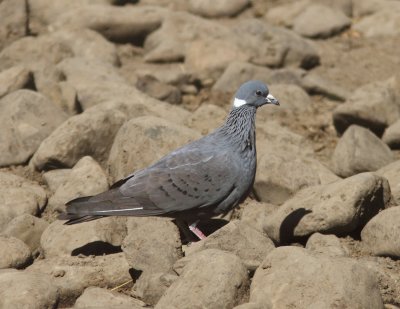 White-collared Pigeon