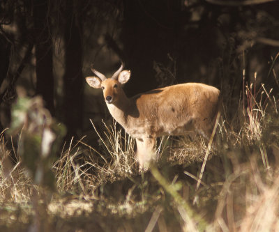 Bohor Reedbuck