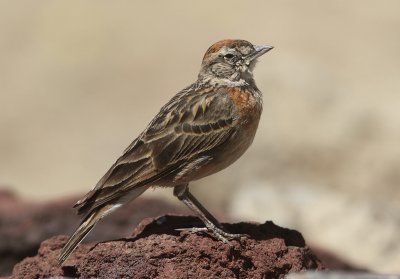 Erlanger's Lark