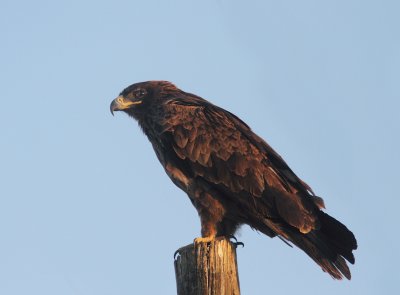 Steppe Eagle