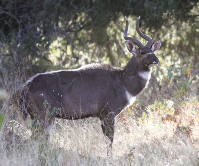 Mountain Nyala