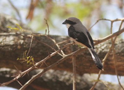 Grey-backed Fiscal