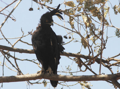 Long-crested Eagle