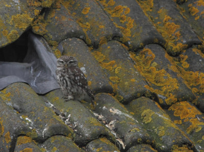 Little Owl