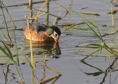 African Pygmy Goose