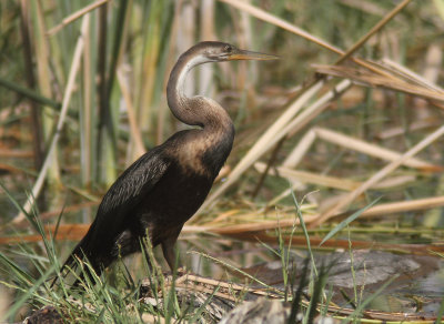 African Darter