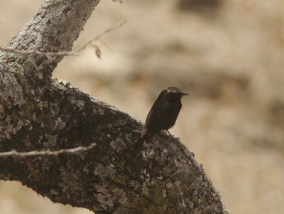 Abyssinian Wheatear