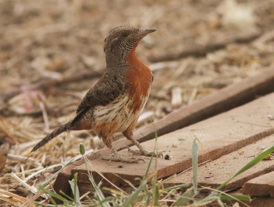 Red-throated Wryneck