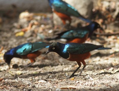 Superb Starling