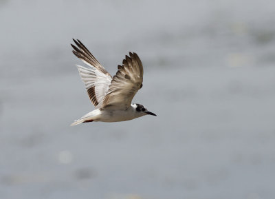 White-winged Black Tern