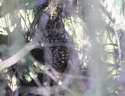 Abyssinian Owl