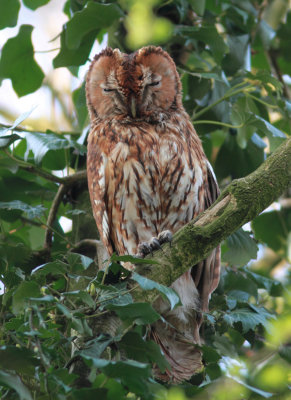 Tawny Owl