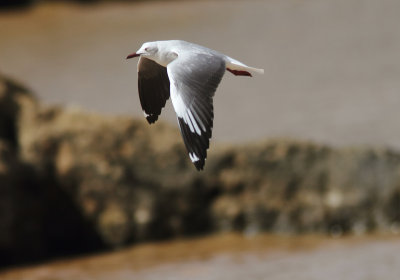 Grey-headed Gull