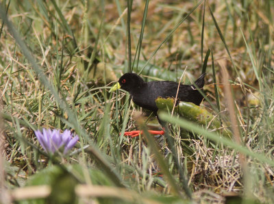 Black Crake