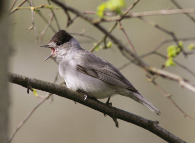 Blackcap