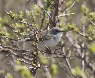 Lesser Whitethroat
