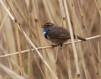 Bluethroat