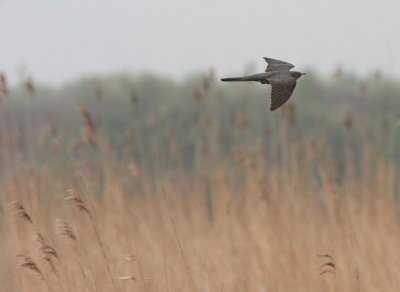 Cuckoo