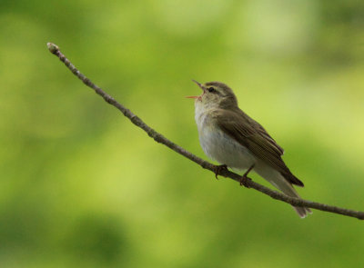Wood Warbler