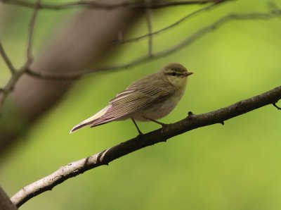 Wood Warbler