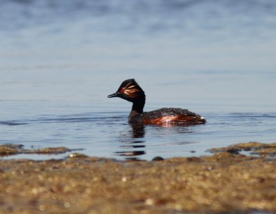 Black-necked Grebe
