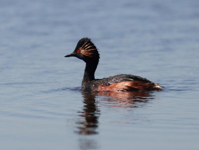 Black-necked Grebe