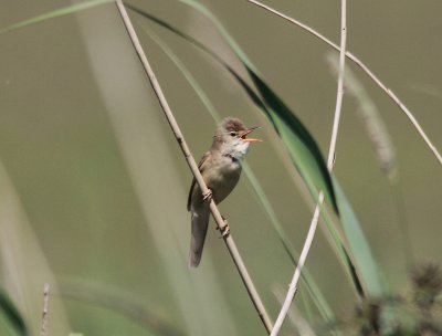 Marsh Warbler
