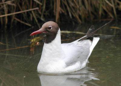 Black-headed Gull