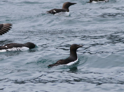 Brunnich's  Guillemot