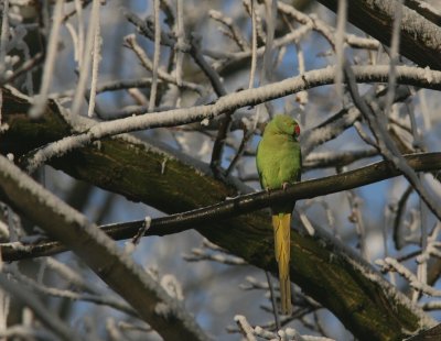 Rose-ringed (Ring-necked) Parakeet