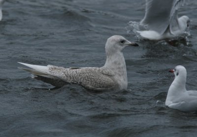 Iceland Gull