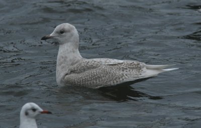 Iceland Gull