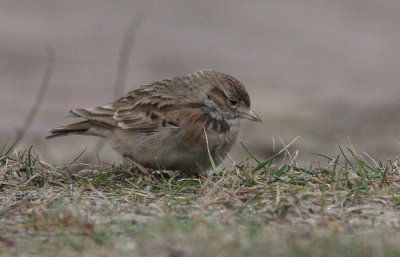 Short-toed Lark