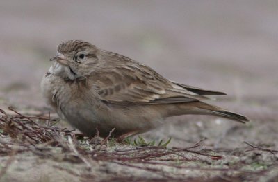 Short-toed Lark