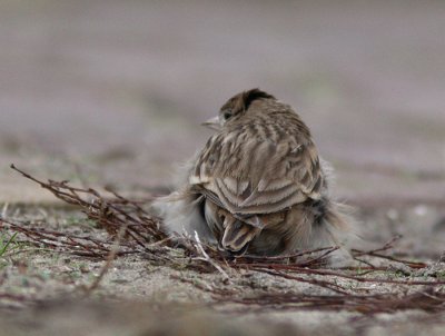 Short-toed Lark