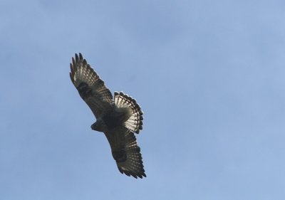 Rough-legged Buzzard