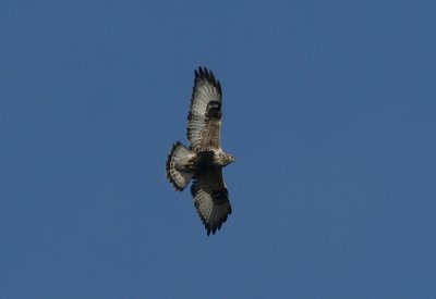 Rough-legged Buzzard