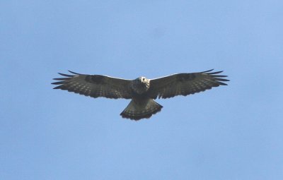 Rough-legged Buzzard