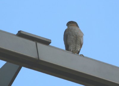 Eurasian Sparrowhawk