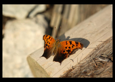 butterflies