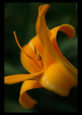 Flowers & Plants