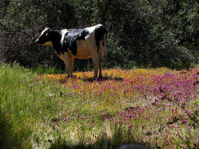 1Cow in the clover.jpg