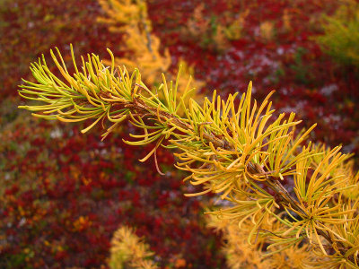 1Golden Larch.jpg